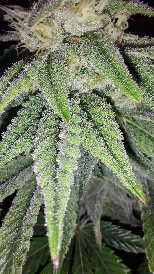 Super Lemon Haze x RS11. Week 10