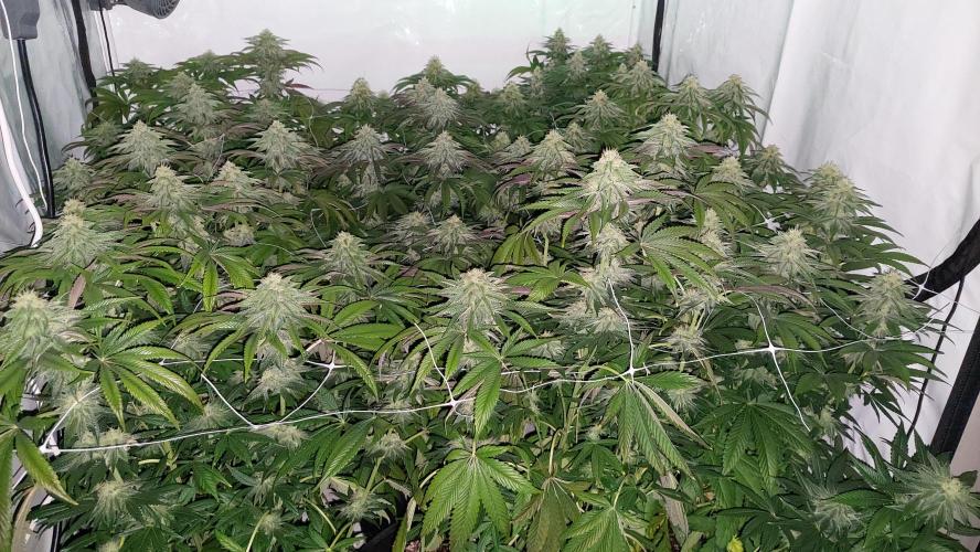 Super Lemon Haze x RS11. Week 10