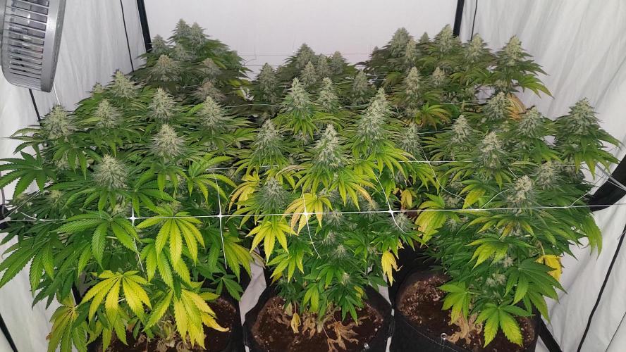 Super Critical by Greenhouse seeds. Week 11