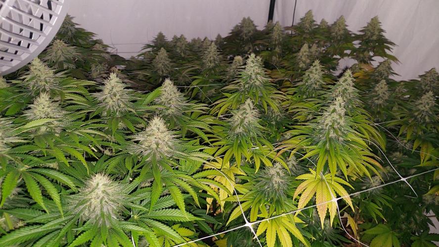 Super Critical by Greenhouse seeds. Week 11