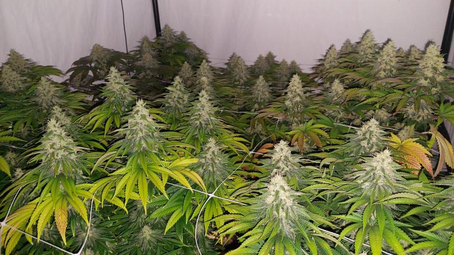 Super Critical by Greenhouse seeds. Week 11