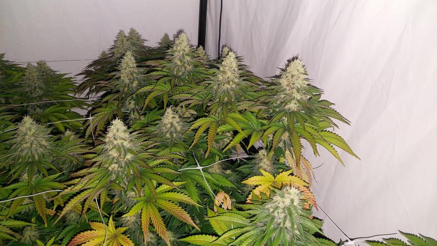 Super Critical. Week 11