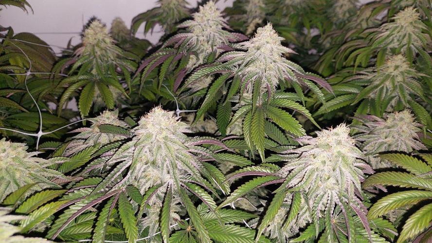 Super Lemon Haze x RS11. Week 11 - Fav plant, despite not having the lemon scent as other phenos. 
