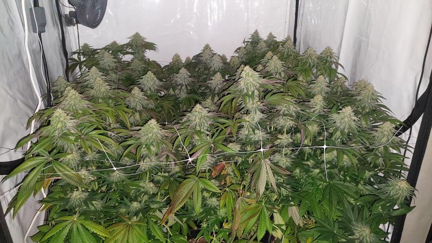 Super Lemon Haze x RS11. Week 11