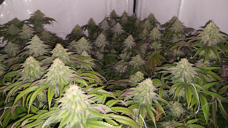 Super Lemon Haze x RS11. Week 11