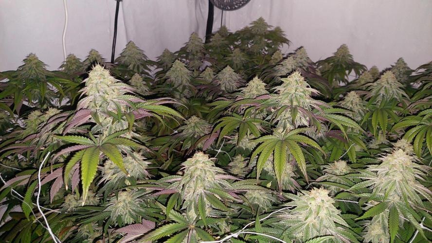 Super Lemon Haze x RS11. Week 11