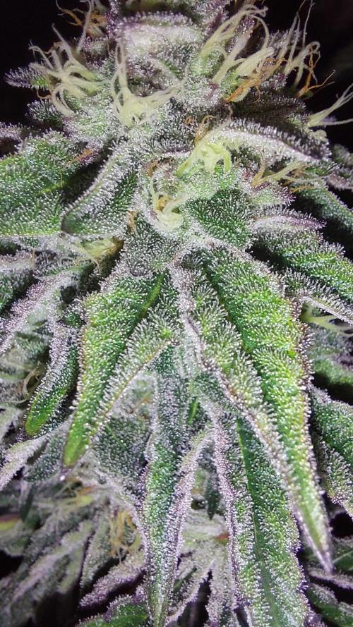 Super Lemon Haze x RS11. Week 11