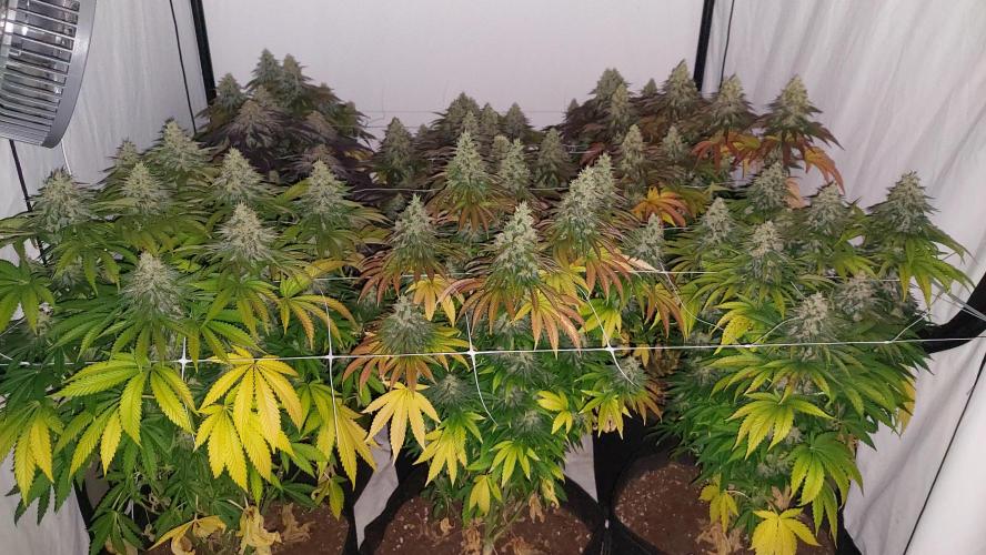 Super Critical by Greenhouse seeds. Week 12
