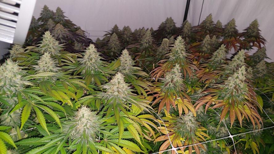 Super Critical by Greenhouse seeds. Week 12