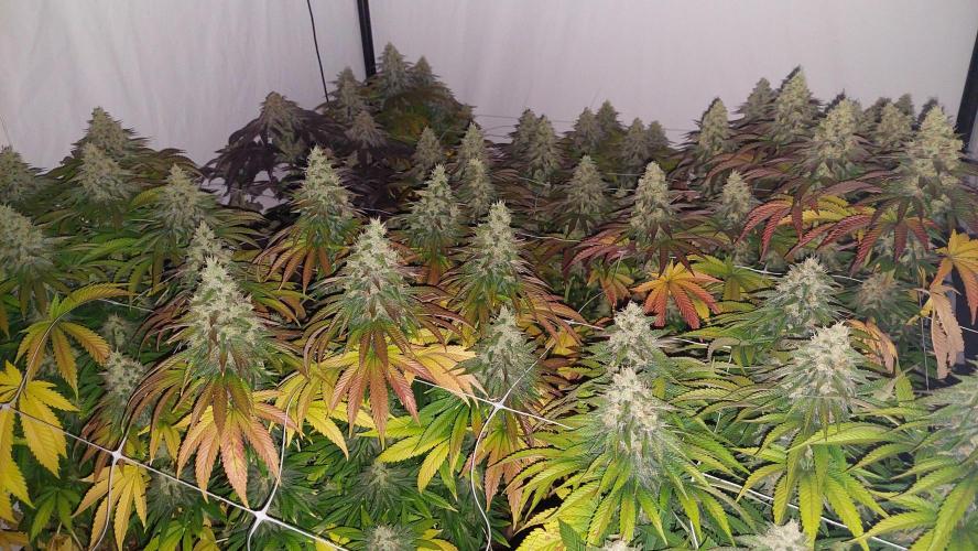 Super Critical by Greenhouse seeds. Week 12