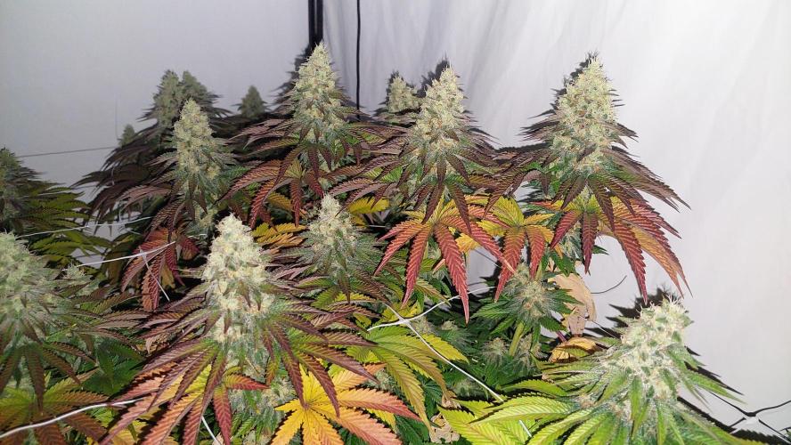 Super Critical by Greenhouse seeds. Week 12 - my favourite pheno with a sweeter smell than the rest.
