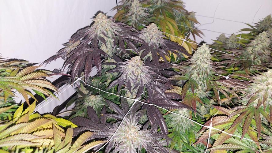 Super Critical. Week 12