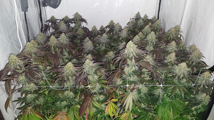 Super Lemon Haze x RS11. Week 12