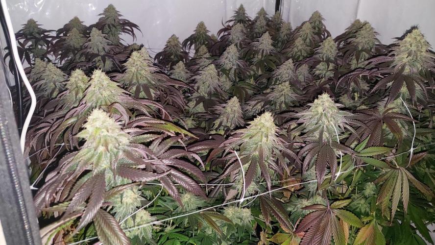 Super Lemon Haze x RS11. Week 12
