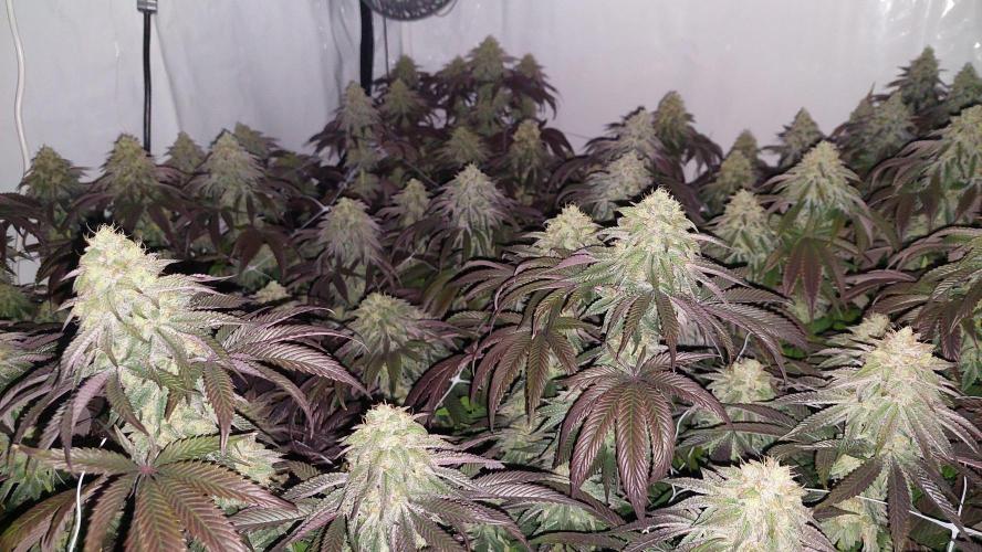 Super Lemon Haze x RS11. Week 12