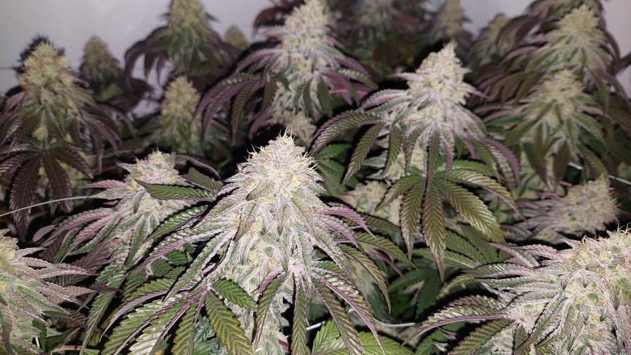 Super Lemon Haze x RS11. Week 12