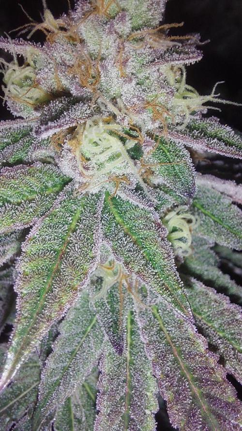 Super Lemon Haze x RS11. Week 12
