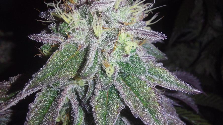Super Lemon Haze x RS11. Week 12