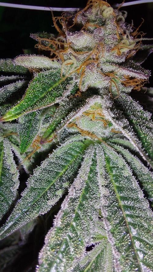 Super Lemon Haze x RS11. Week 12