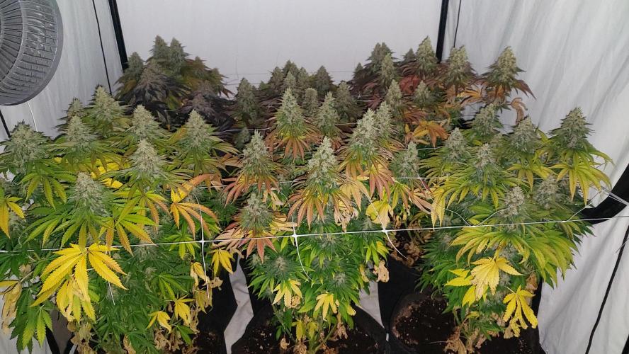 Super Critical by Greenhouse seeds. Week 13