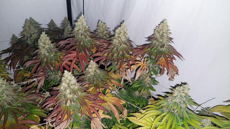 Super Critical by Greenhouse seeds. Week 13 - My favourite plant