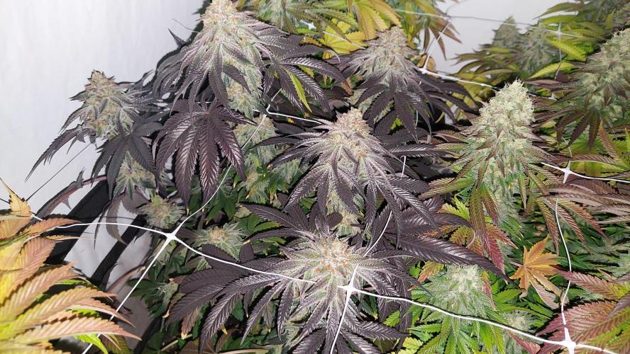 Super Critical. Week 13