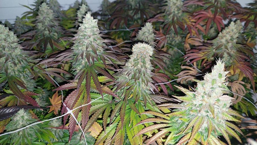 Super Critical by Greenhouse seeds. Week 13 - Little bit of mutation