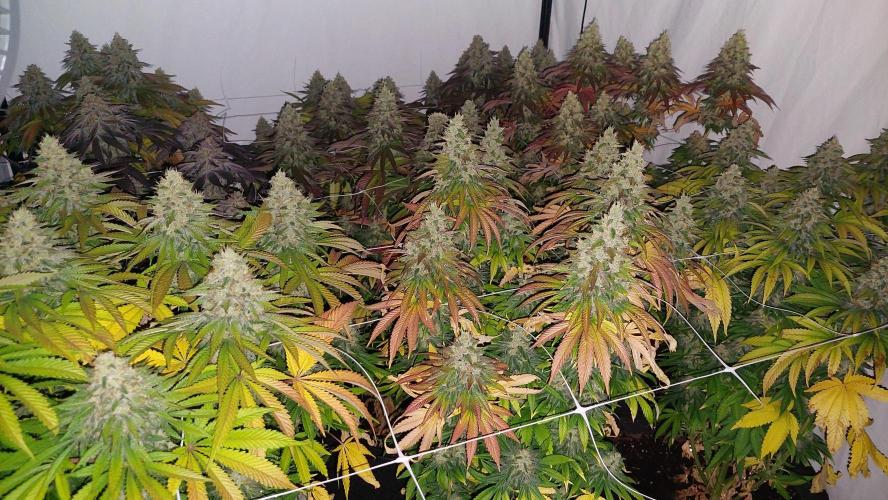 Super Critical by Greenhouse seeds. Week 13
