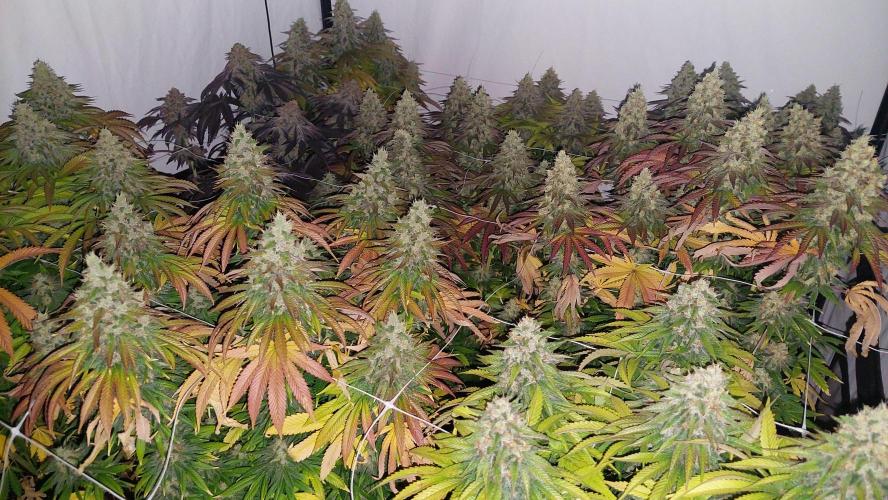 Super Critical by Greenhouse seeds. Week 13