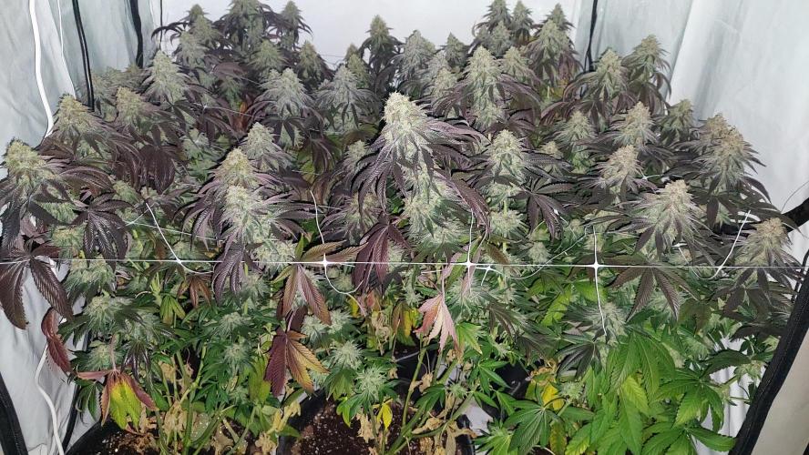 Super Lemon Haze x RS11. Week 13