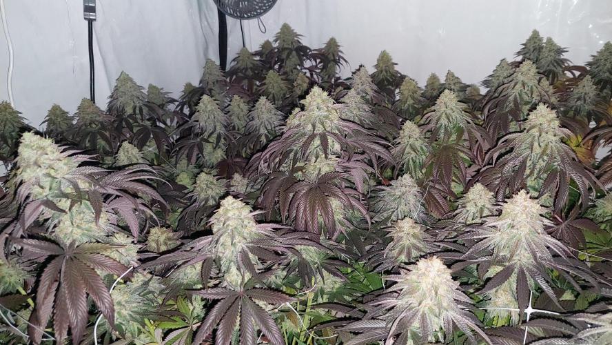 Super Lemon Haze x RS11. Week 13