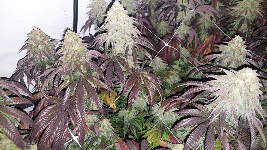 Super Lemon Haze x RS11. Week 13 - Favourite plant #2