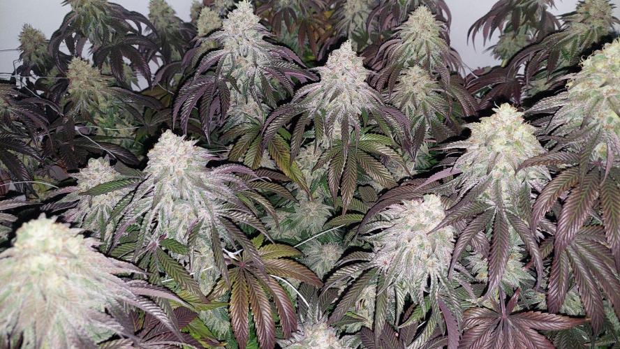Super Lemon Haze x RS11. Week 13 - Favourite plant #1