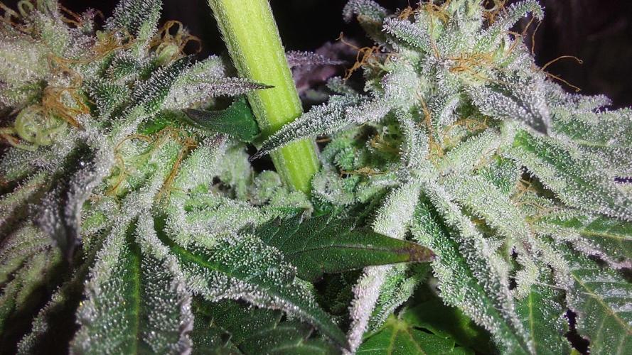 Super Lemon Haze x RS11. Week 13