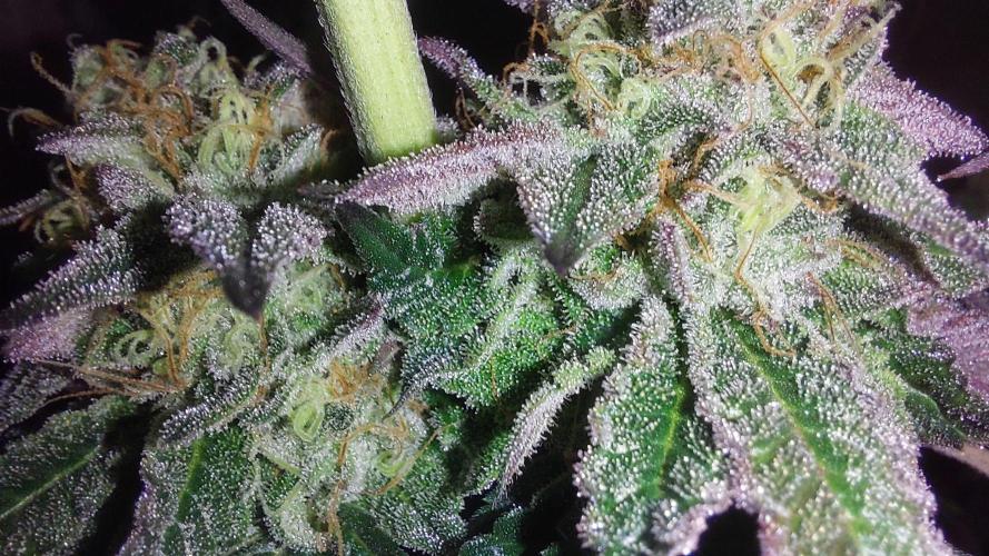 Super Lemon Haze x RS11. Week 13