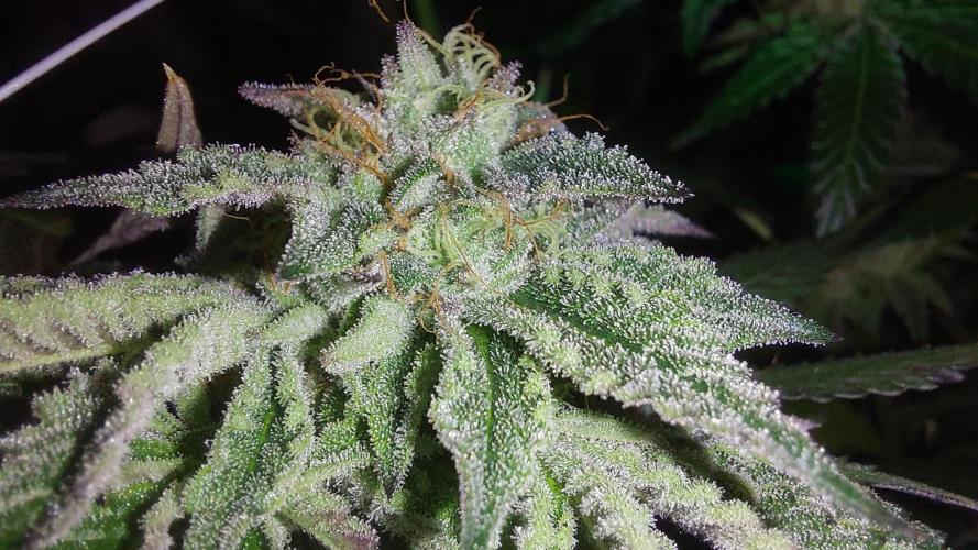 Super Lemon Haze x RS11. Week 13