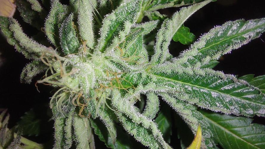Super Lemon Haze x RS11. Week 13