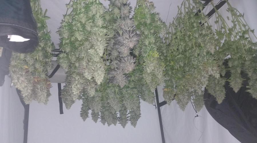 Super Critical by Greenhouse seeds. Week 14