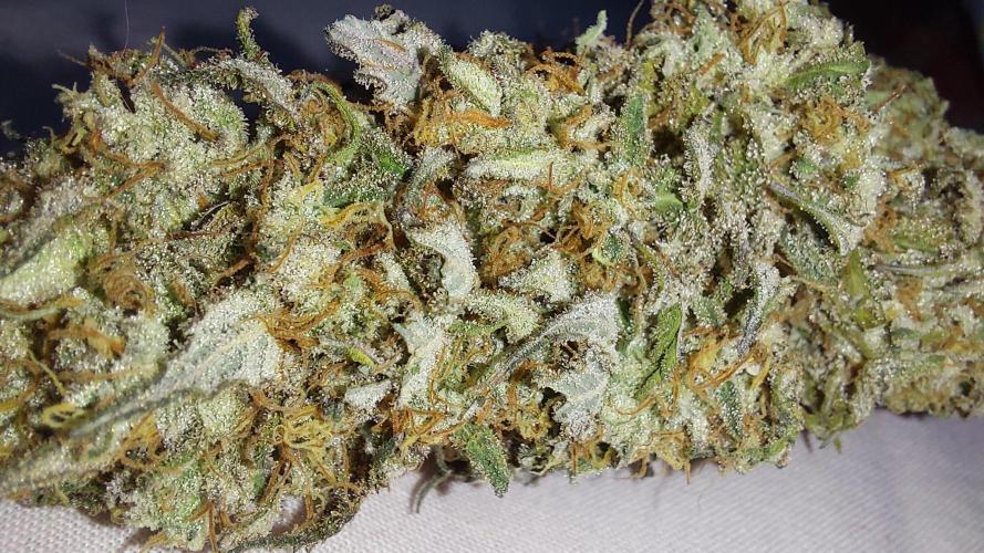 Super Critical by Greenhouse seeds. Week 14