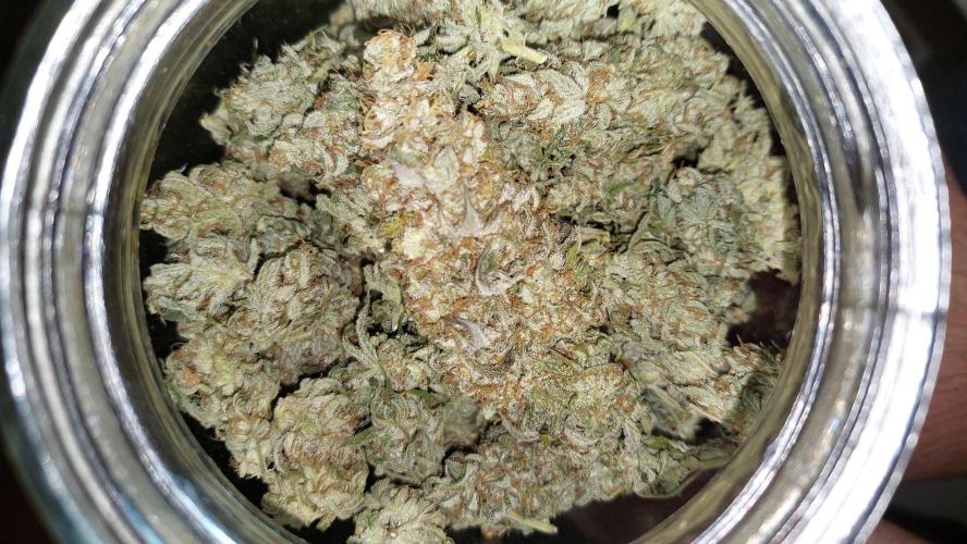 Super Critical. Week 14