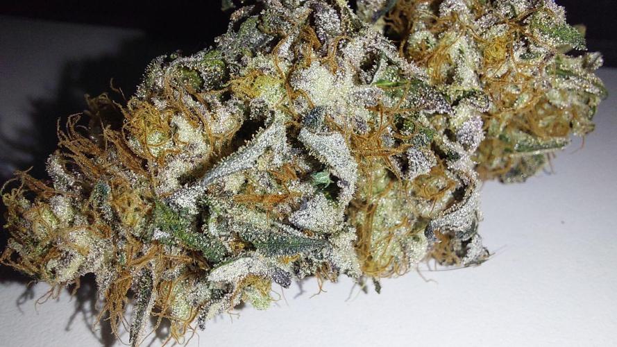 Super Lemon Haze x RS11. Week 14