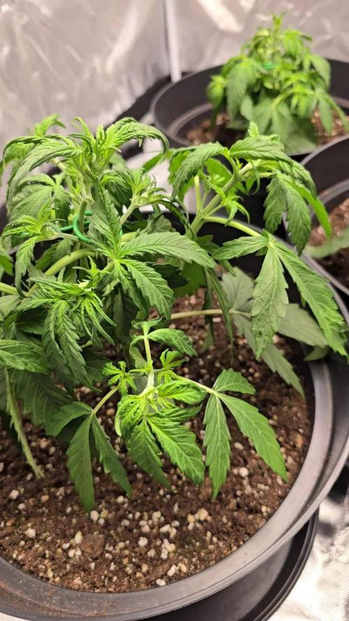 NYC Sour Diesel Autoflower by RQSxTyson