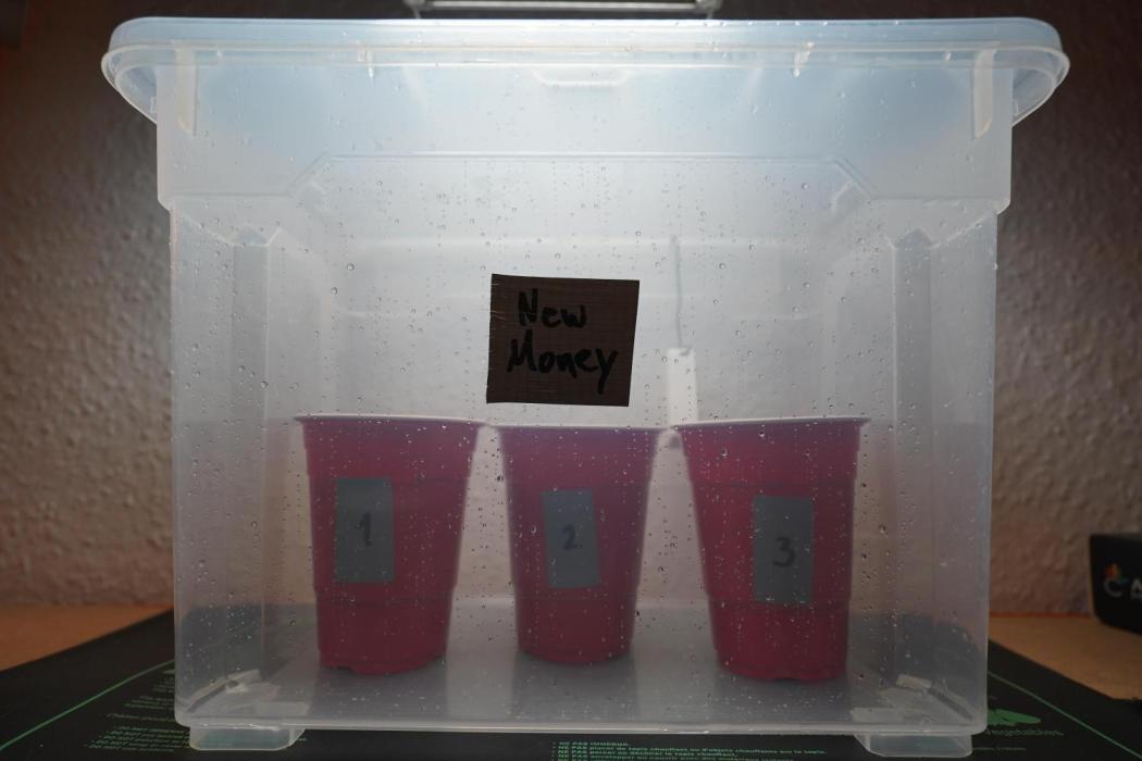 New Money - Growmio. Week 0