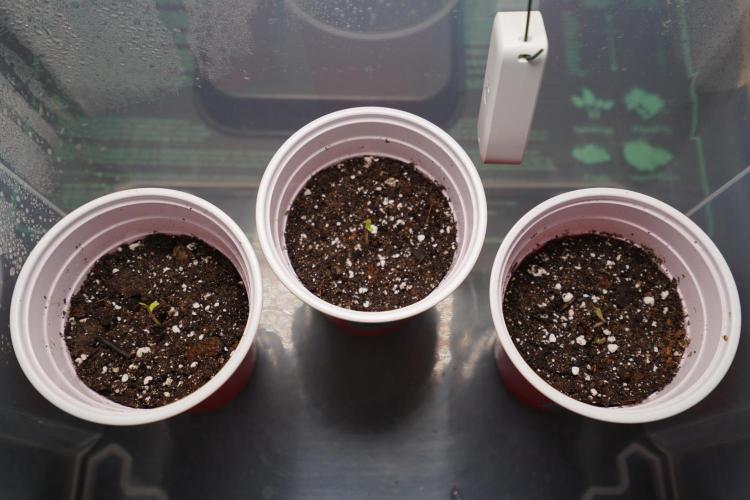 New Money - Growmio. Week 0