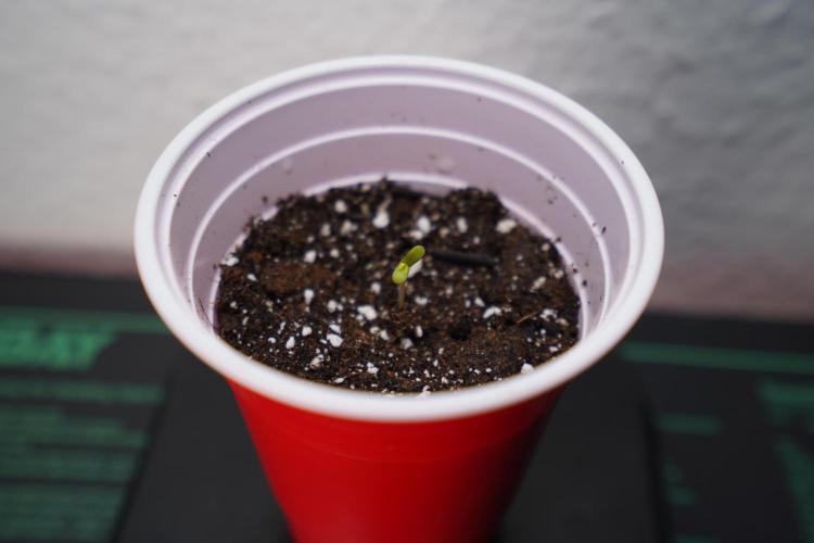 New Money - Growmio. Week 0