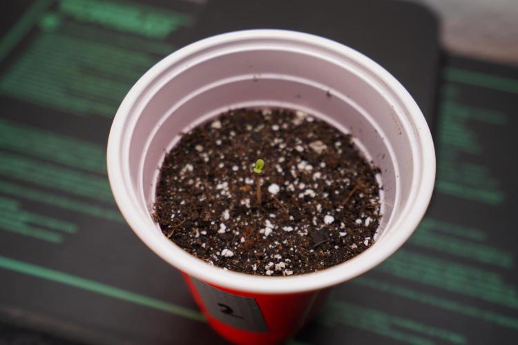 New Money - Growmio. Week 0