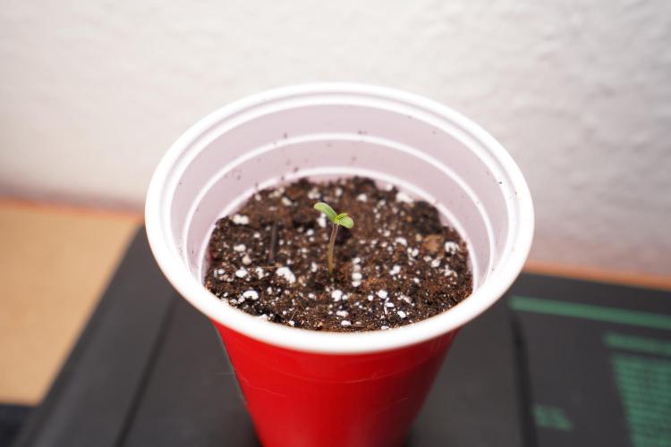 New Money - Growmio. Week 0