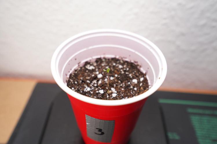 New Money - Growmio. Week 0