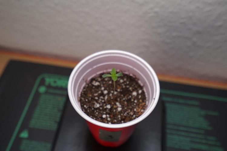 New Money - Growmio. Week 0