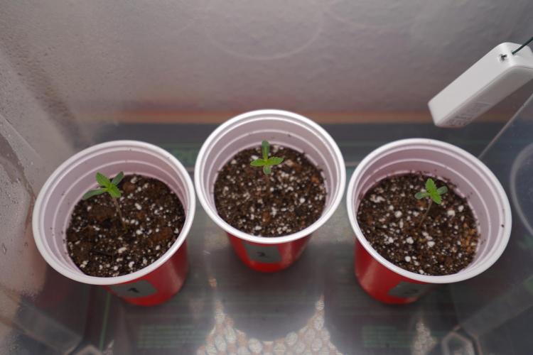 New Money - Growmio. Week 0